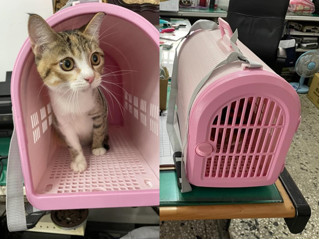 网友新店客运909路公车时，发现一名妇人竟把猫留在车内离开，司机后来只好把猫带回公车总站暂时寄养。（翻摄自脸书「我们是新店人!!好山好水，就是爱新店」）