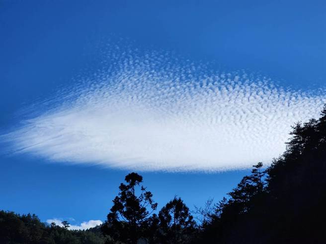 武陵农场罕见鱼鳞云惊艷现身，副场长胡发韬认为，是春节前好预兆、年年有余庆丰年！（武陵农场提供／陈世宗台中传真）