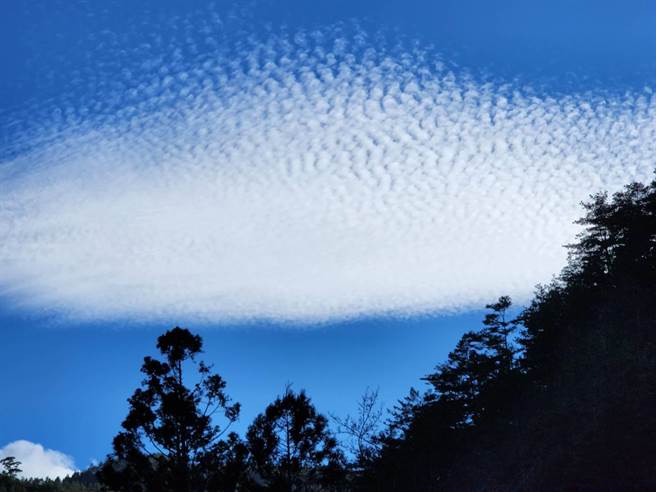 武陵农场罕见鱼鳞云惊艷现身，副场长胡发韬认为，是春节前好预兆、年年有余庆丰年！（武陵农场提供／陈世宗台中传真）
