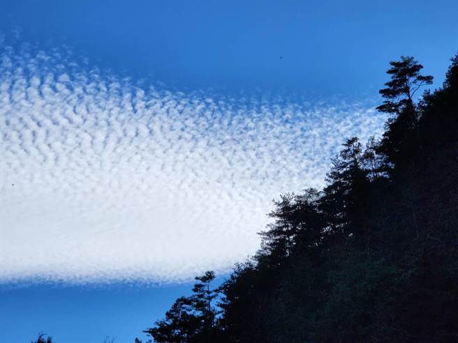 武陵农场罕见鱼鳞云惊艷现身，副场长胡发韬认为，是春节前好预兆、年年有余庆丰年！（武陵农场提供／陈世宗台中传真）