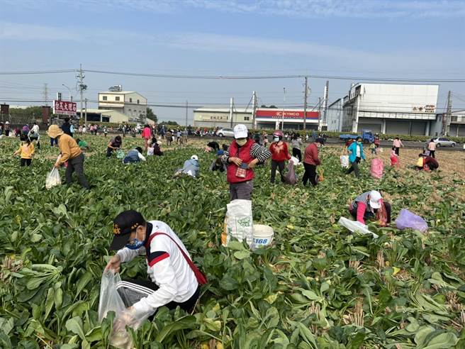 本月8日开放民眾拔萝卜做爱心的盛况。（民眾提供）
