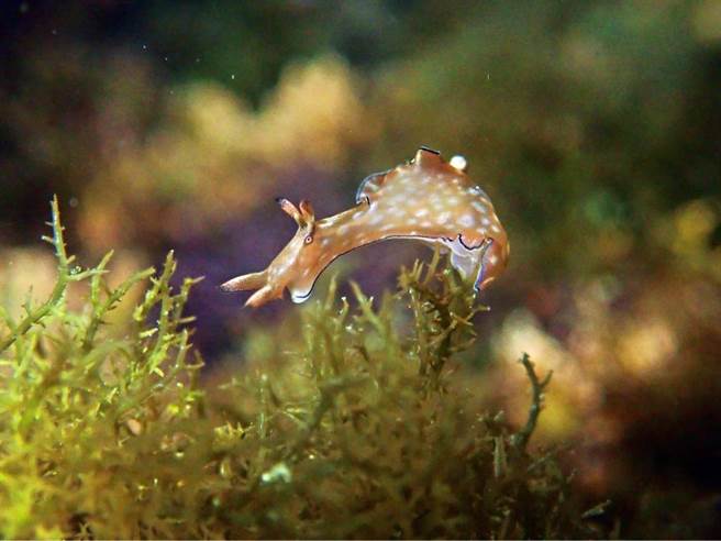 基隆海科馆将于大年初一推出「小海兔的旅行」，带民眾认识这种在大海里的可爱小动物。（国立海科馆提供／张志康基隆传真）