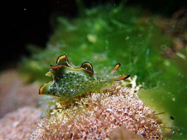 基隆海科馆将于大年初一推出「小海兔的旅行」，带民眾认识这种在大海里的可爱小动物。（国立海科馆提供／张志康基隆传真）