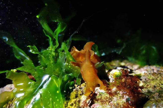 基隆海科馆将于大年初一推出「小海兔的旅行」，带民眾认识这种在大海里的可爱小动物。（国立海科馆提供／张志康基隆传真）