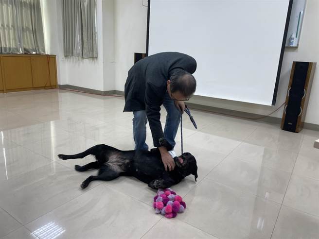 搜救犬「巧克力」相當愛撒嬌。（洪靖宜攝）