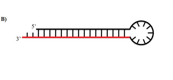 嘉基研究团队研究出2个小髮夹RNA可以干扰新冠病毒的复制。（嘉基提供／廖素慧嘉市传真）
