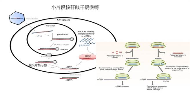嘉基研究团队发表2个小髮夹RNA可以干扰新冠病毒复制的研究成果。（嘉基提供／廖素慧嘉市传真）
