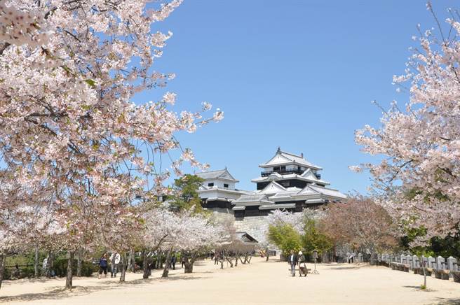 樱花盛开的松山城。（北市观传局提供／张芷瑜台北传真）