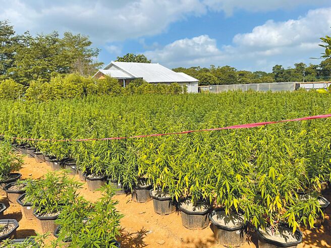 檢警去年9月在桃園龍潭的營區旁，查獲史上最大宗的大麻園，現場查扣大麻活株4218株。（警方提供）