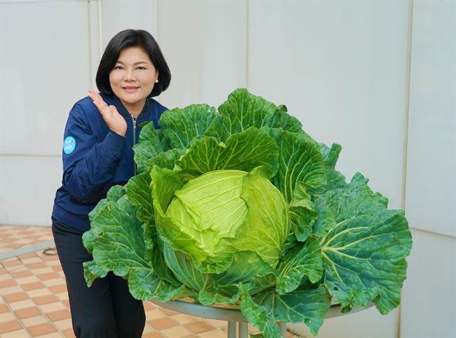 雲林縣農民贈巨無霸高麗菜，雲林縣長張麗善開心表示應該有她臉的10倍大。（雲林縣政府提供／張朝欣雲林傳真）