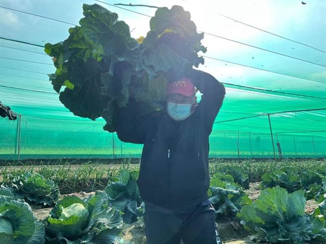 雲林縣二崙鄉農民廖永東種植巨無霸高麗菜，1顆重達20餘台斤。（雲林縣政府提供／張朝欣雲林傳真）