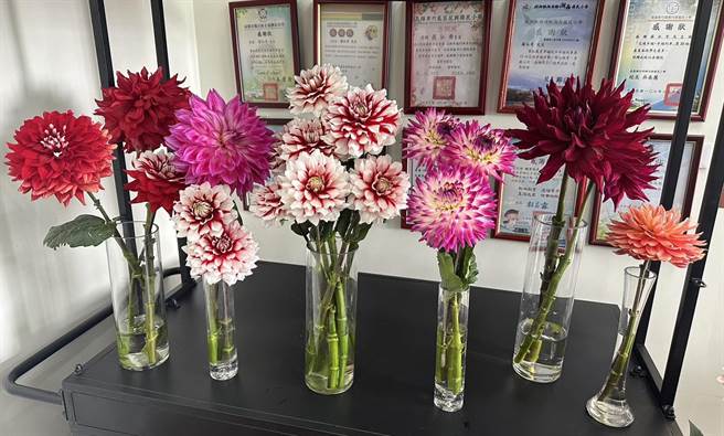 后里花农罗弘奇引进的大理花，目前有7种，经过今年的试种后，发现后里区很适合种植。（陈世宗摄）