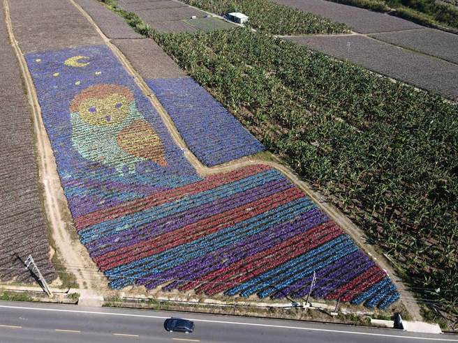 北线双层巴士专属视角，草鸮伫立凤梨田成特色地景。(林和生摄)