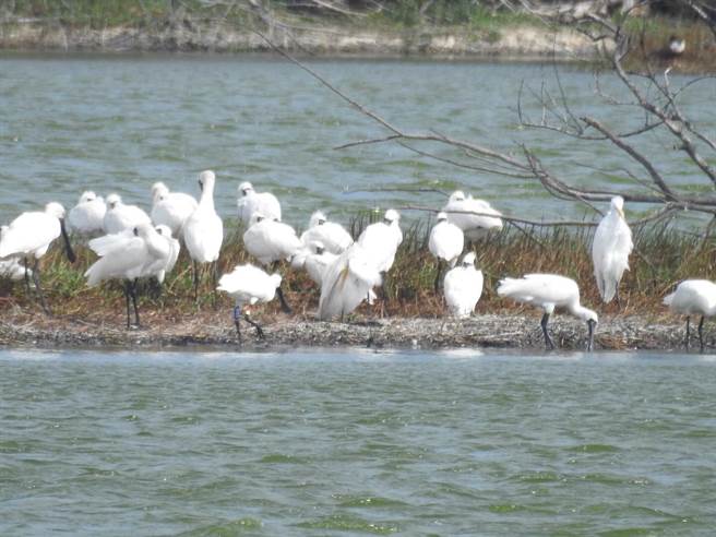 东石鳌鼓溼地黑面琵鹭群聚。（嘉义林管处提供／廖素慧嘉县传真）