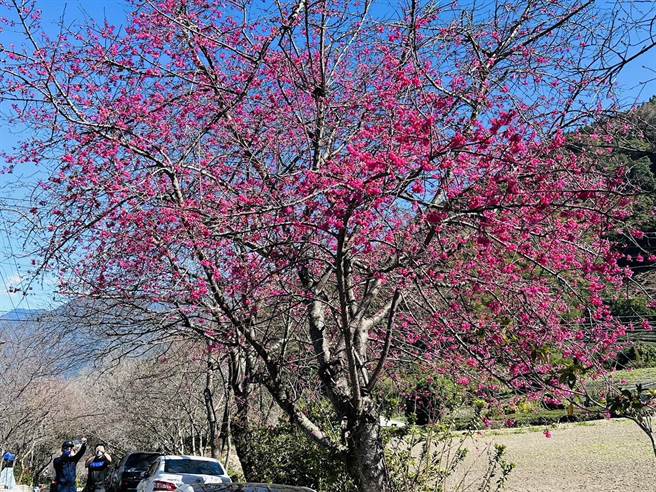 草坪头玉山茶园的梅花满开，山樱花况约3成，游客在园区漫步、赏花。（廖志晃摄）
