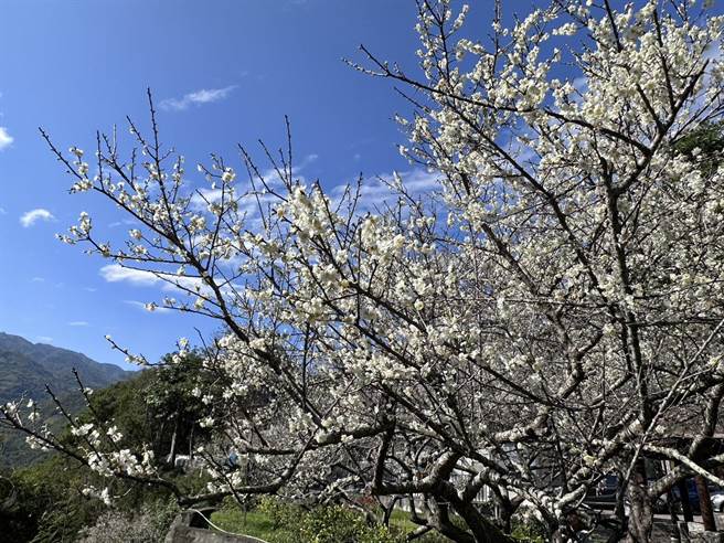 南投县信义乡各赏梅区的梅花均盛开，此为草坪头玉山茶园的梅花花况。（廖志晃摄）