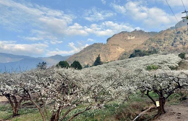 南投县信义乡外坪顶的梅花满开，徐风轻拂阵阵梅花幽香扑鼻，令人心旷神怡。（民眾提供／杨静茹南投传真）