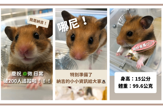 东吴微生物学系IG「微日常」以纳吉当主角，介绍微生物小知识，日前欢庆粉丝突破200人。(照片/东吴大学提供)