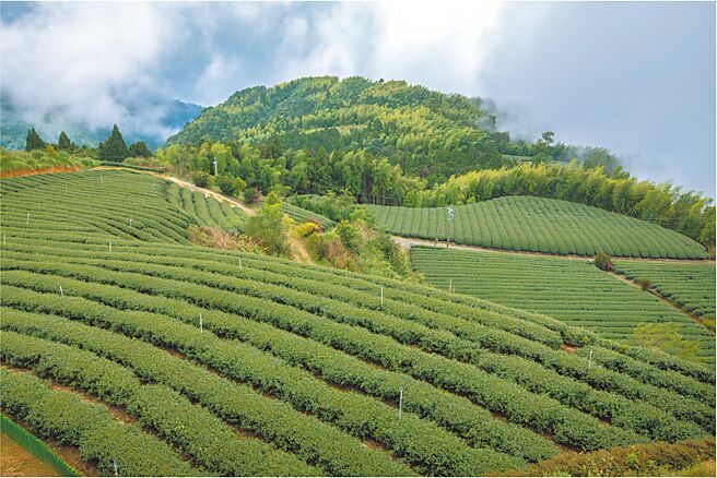 到草岭石壁森林疗癒基地的「云岭之丘」可感受坐看云起时的轻松写意。（云林县政府提供／周丽兰云林传真）