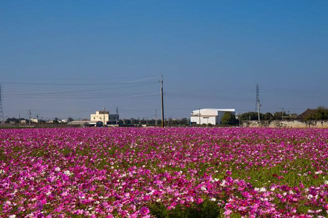 ▲开春游彰化，白天赏花、夜间赏灯，日夜都精彩。　图：shutterstock／来源