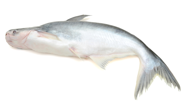 一家餐酒馆在粉专贴文表示，市售的巴沙鱼大多都有泡过含磷酸盐的药水，人体若摄取过多，会使体内的磷过多，严重会导致洗肾。(示意图/ Shutterstock )