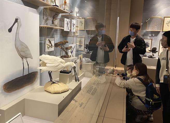 科博館《科畫博物》特展19日登場，展現博物學古典圖繪、館藏標本及「科學繪圖」。（陳淑芬攝）