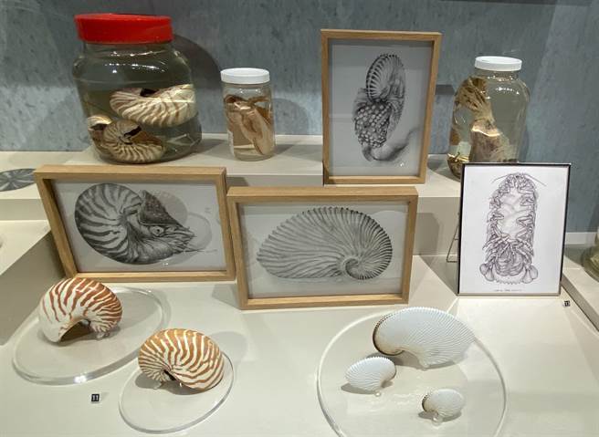 科博館《科畫博物》特展19日登場，展現博物學古典圖繪、館藏標本及「科學繪圖」。（陳淑芬攝）