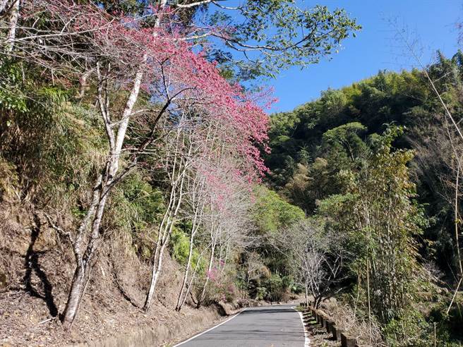 今年冬天过暖，草岭石壁的樱花海仍在酝酿，目前有些樱花树零星开花。（周丽兰摄）