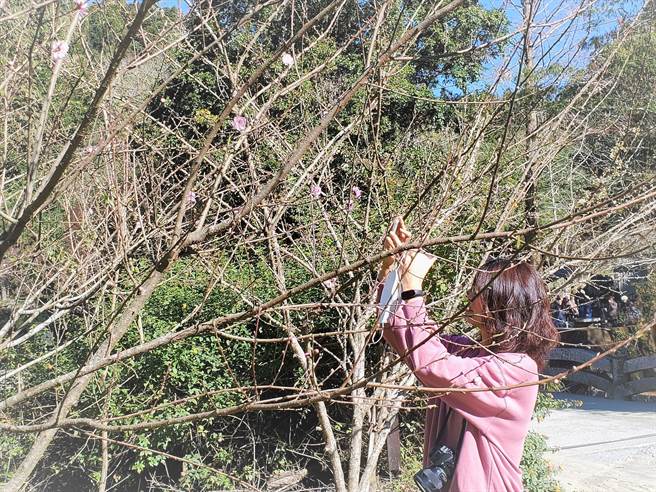 云林县古坑乡草岭樱花每年从1月中旬陆续开到3月，今年开得较晚，目前只能捕捉到零星花朵与花苞。（周丽兰摄）