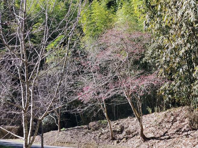 石壁樱花估计在2月初盛开，美人谷会有将近4公里环状樱花道。（周丽兰摄）