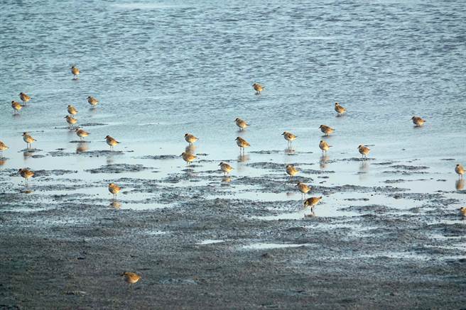 全台新年數鳥嘉年華NYBC是鳥界年度盛事，今年布袋地區共有21位鳥夥伴參加，一共紀錄到3萬4391隻水鳥，數量全台第一。（高雄鳥會提供∕呂妍庭嘉義傳真）