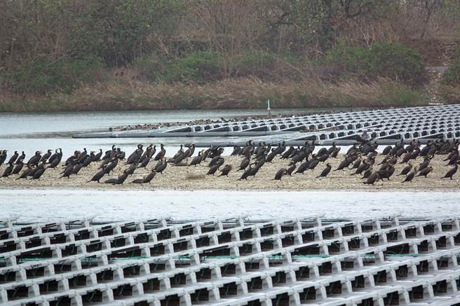 全台新年數鳥嘉年華NYBC是鳥界年度盛事，今年布袋地區共有21位鳥夥伴參加，一共紀錄到3萬4391隻水鳥，數量全台第一。（高雄鳥會提供∕呂妍庭嘉義傳真）