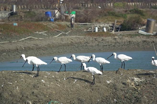 全台新年數鳥嘉年華NYBC是鳥界年度盛事，今年布袋地區共有21位鳥夥伴參加，一共紀錄到3萬4391隻水鳥，數量全台第一。（高雄鳥會提供∕呂妍庭嘉義傳真）