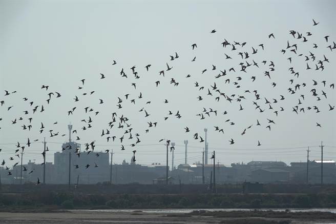 全台新年數鳥嘉年華NYBC是鳥界年度盛事，今年布袋地區共有21位鳥夥伴參加，一共紀錄到3萬4391隻水鳥，數量全台第一。（高雄鳥會提供∕呂妍庭嘉義傳真）