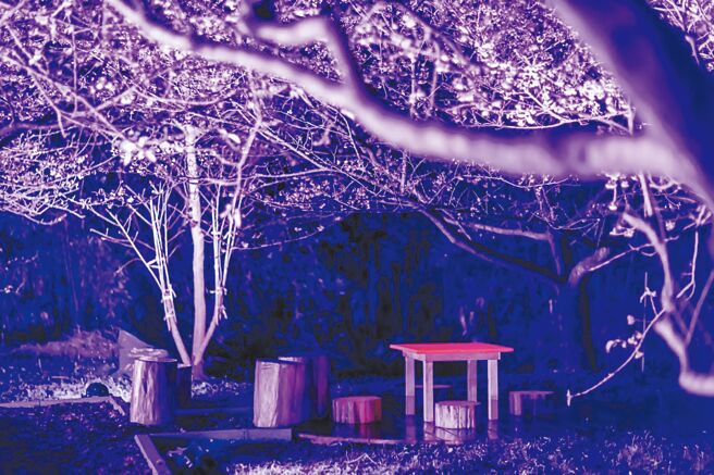 新北市景观处在淡水无极天元宫举办「新北莳花好绽 浪漫樱花季」活动，民眾可在粉红花海内欣赏沉浸式光雕效果。（新北市景观处提供／蔡雯如新北传真）