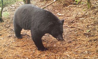 發現黑熊最多領8000 阿里山鄉列示範區