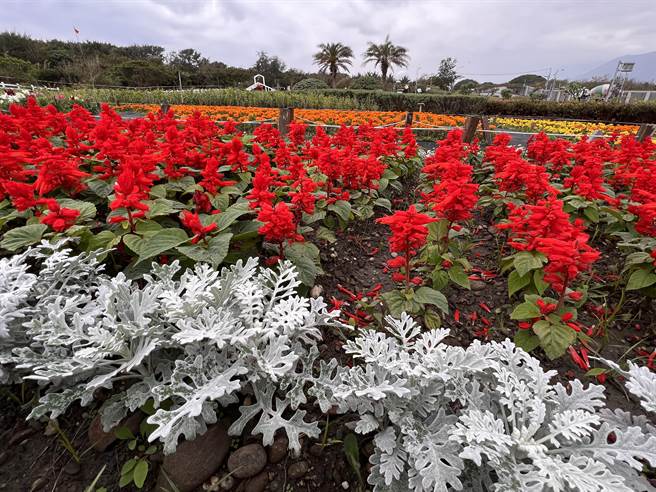 2万株当季草花，五彩缤纷。（花莲县府农业处提供／王志伟花莲传真）