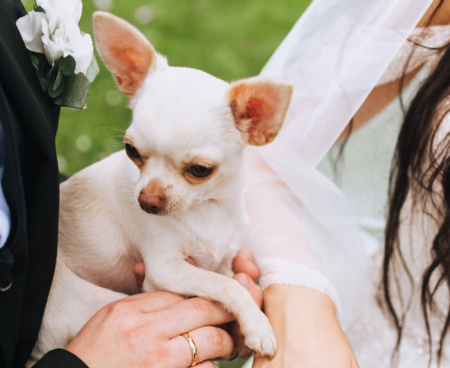 刷新世界狗龄金氏纪录的，是吉娃娃混血小公狗「钉钉」（Spike），图为示意照。（达志影像/Shutterstock）