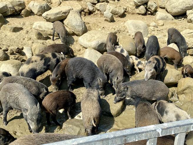 「嘉义县好玩卡」首波上架12项优质旅游产品，今年更与通讯软体LINE官方合作，22日起将好玩卡上架在「LINE旅游」平台。（嘉义县政府提供／吕妍庭嘉义传真）