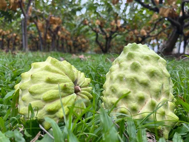 小农市集自21日起可在台东各知名景点周边贩售凤梨释迦。（台东县政府提供）