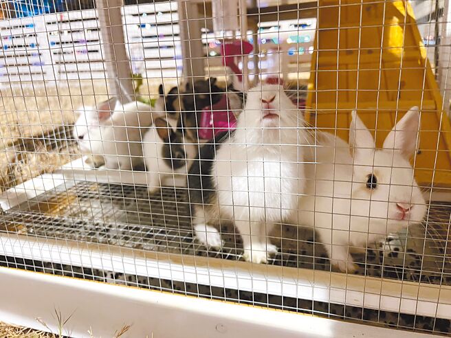 台灣愛兔協會質疑，公母兔混養不分籠，1個月後就會進入大量繁殖地獄。（台灣愛兔協會提供／洪靖宜高雄傳真）