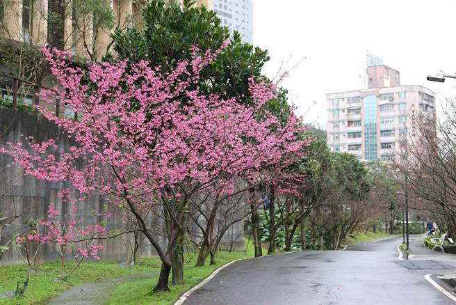 汐止康诰坑溪樱花约开3成。（新北市农业局提供）