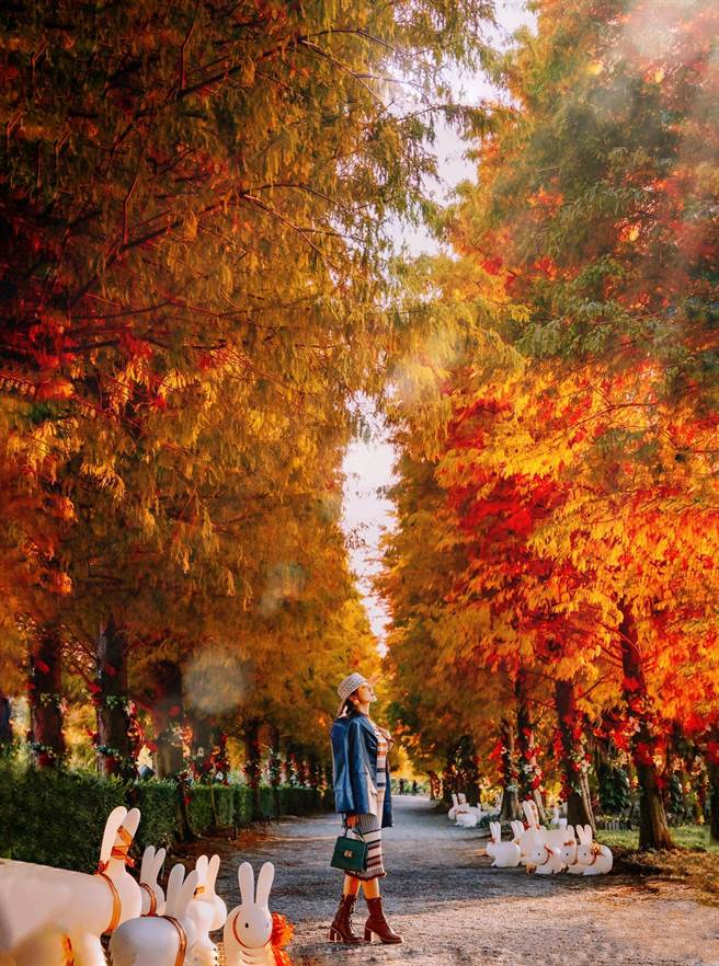 「成美文化园」有彰化最美的落羽松步道，1到2月落羽松转红，是最适合观赏大片橘红色落羽松美景的时机。(成美文化园提供)