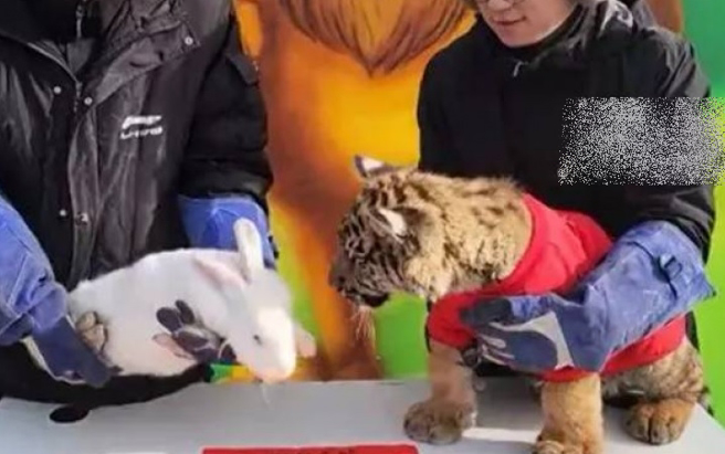 动物园办「虎兔交接」仪式。（图／翻摄自微博）