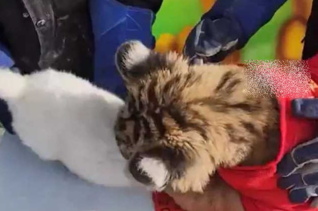 动物园办「虎兔交接」仪式。（图／翻摄自微博）