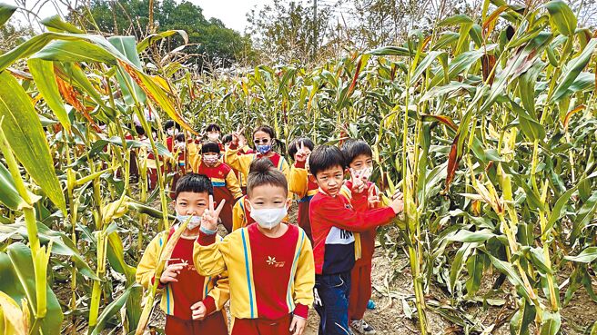 小朋友們在比人高的玉米迷宮跑來跑去，個個玩得樂歪了。（張毓翎攝）