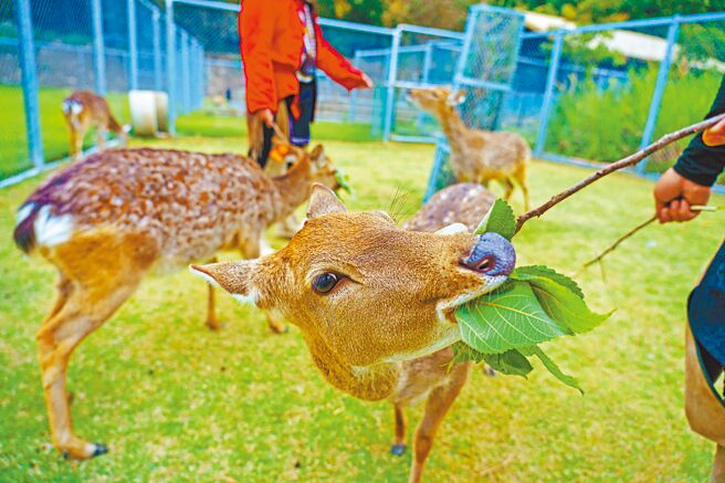 「嘉義縣好玩卡」目前一共上架12項旅遊產品，22日起在LINE旅遊平台也買得到，包括可體驗餵鹿的鄒族逐鹿文創園區門票。（嘉義縣政府提供／呂妍庭嘉義傳真）