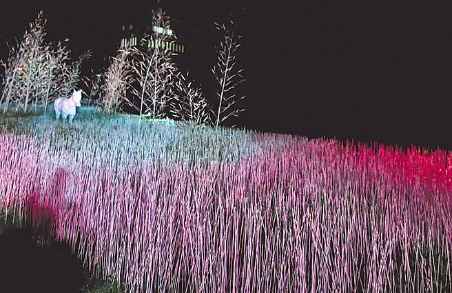 台东光祭中最高人气的「粉红色森林」，为台东旧站特区凭添一处超现实唯美景象。（庄哲权摄）