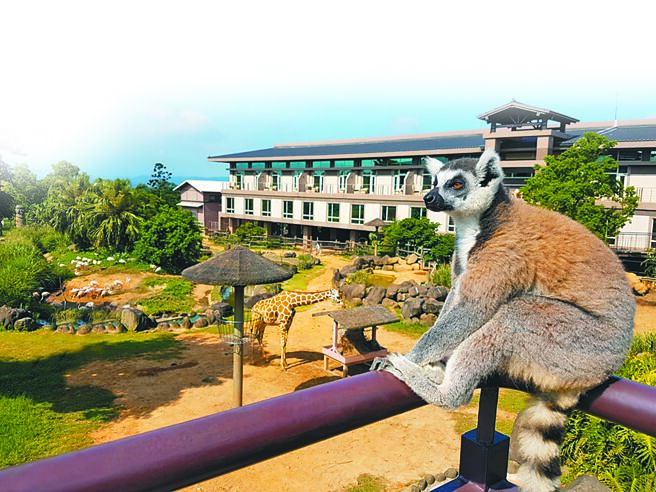 關西六福莊生態度假旅館飼養許多可愛動物，房客能與動物為鄰是最大住宿亮點。（六福旅遊集團提供）