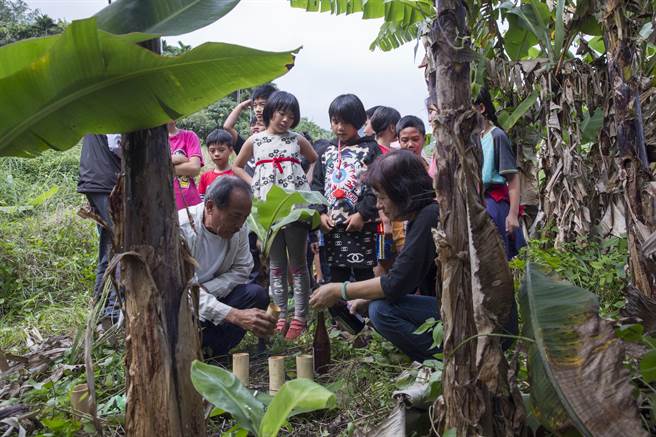 現任豐濱鄉新社部落噶瑪蘭頭目謝宗修（前左）與工坊經理潘靜英（前右），帶領新社國小學童上香蕉絲課程的砍樹活動，事先以酒水祭拜祖靈。（黃子明攝）★《中時新聞網》關心您：飲酒過量，有礙健康。酒後不開車，安全有保障！